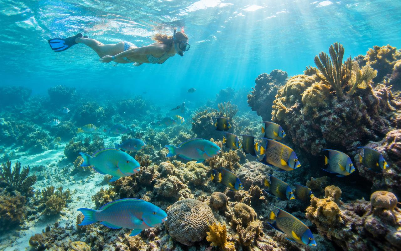 John Pennekamp coral reef snorkel